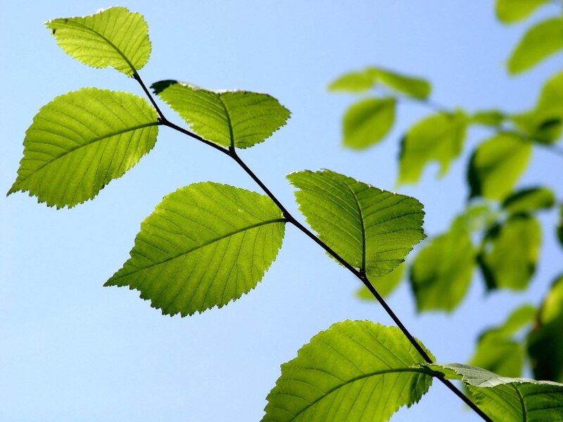 green leaves against blue sky