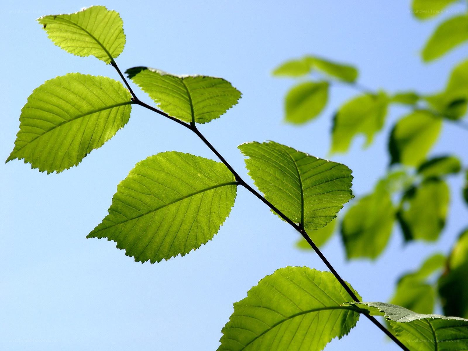 green leaves against blue sky