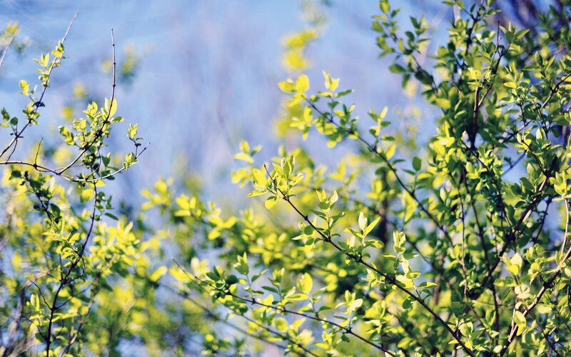 green leaves against blue sky