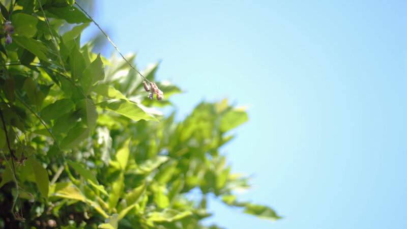 green leaves against blue sky