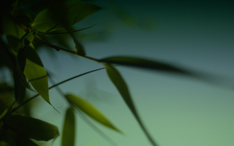 green leaves against blue sky