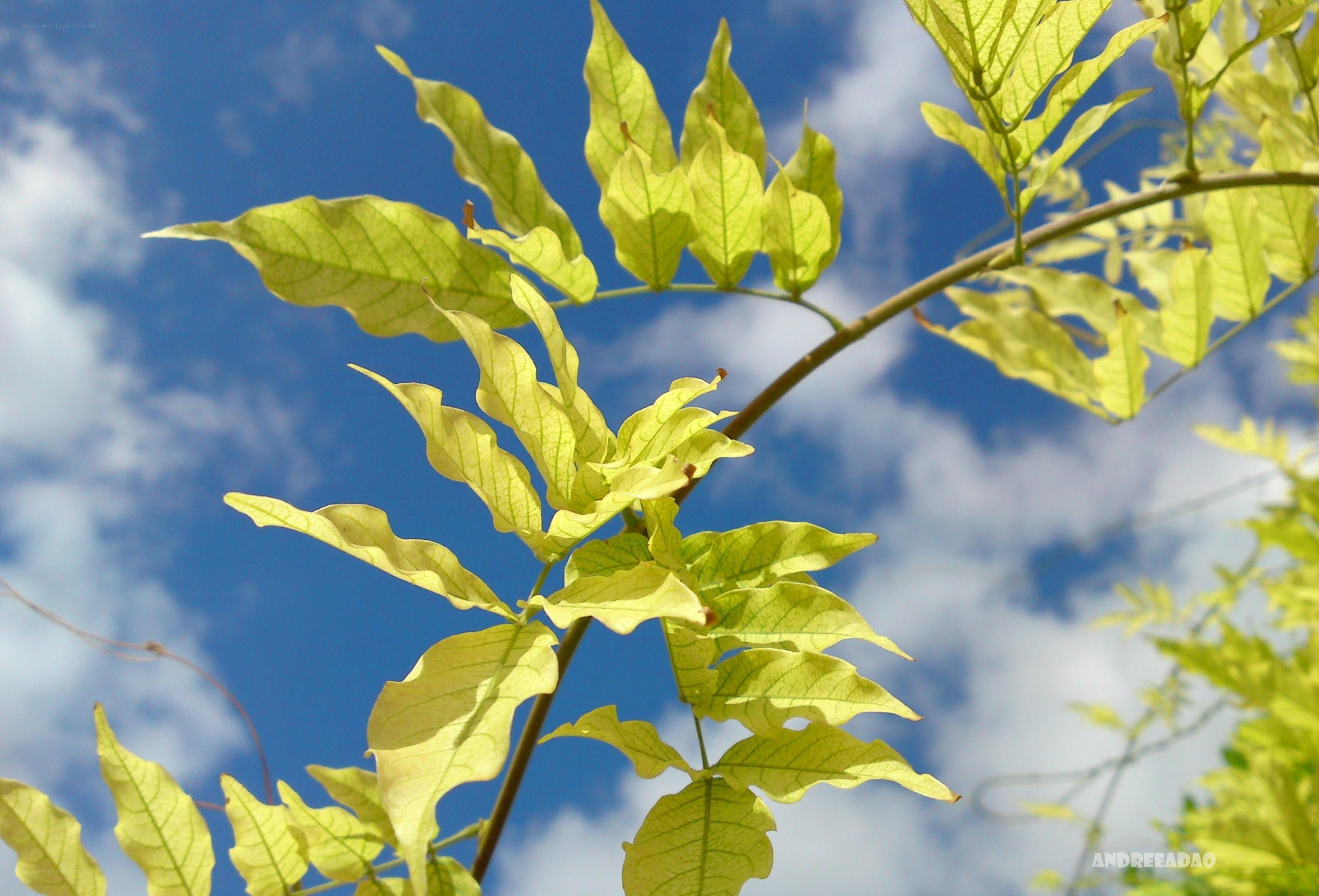 Green leaves against blue sky