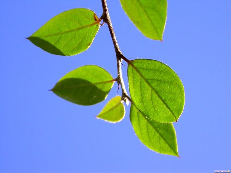 green leaves against blue sky