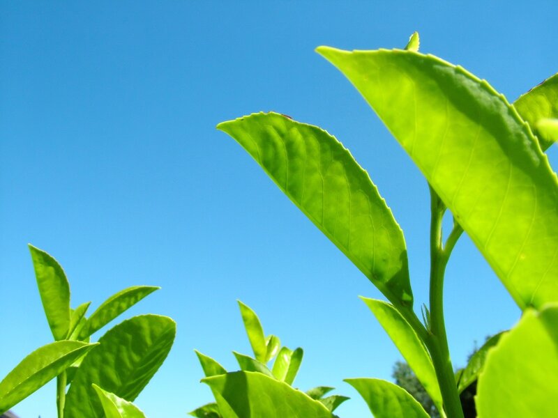 green leaves against blue sky