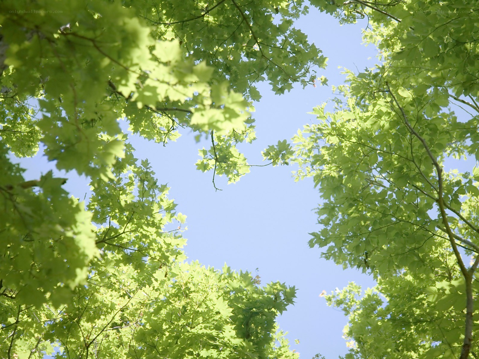 Green leaves against blue sky