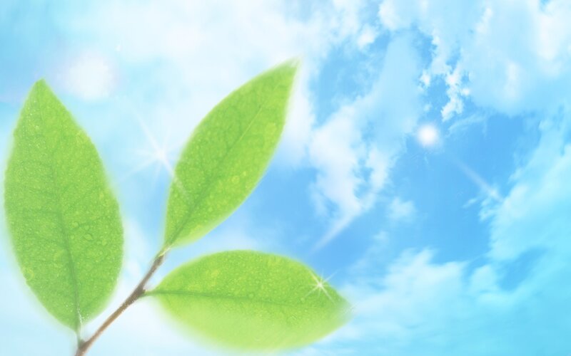 green leaves against blue sky