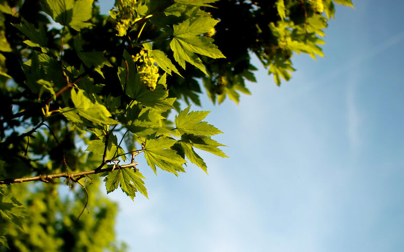 green leaves against blue sky