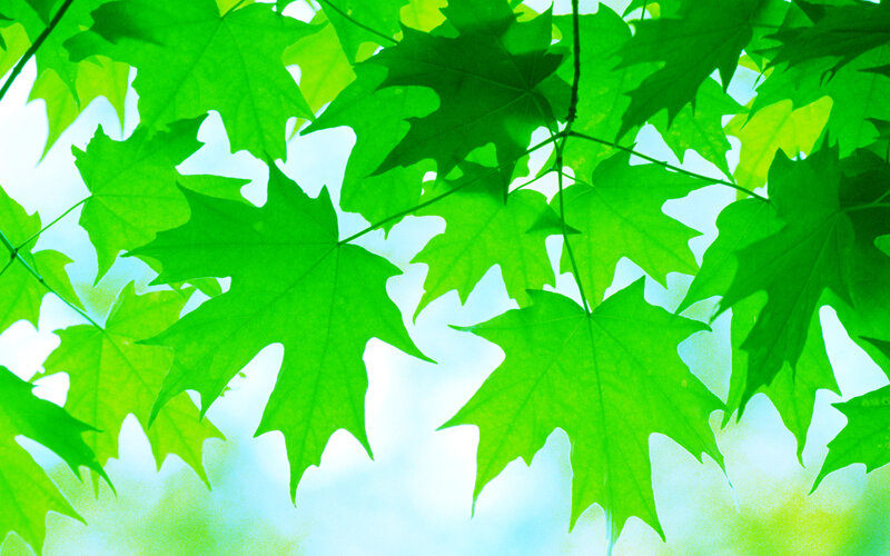 green leaves against blue sky