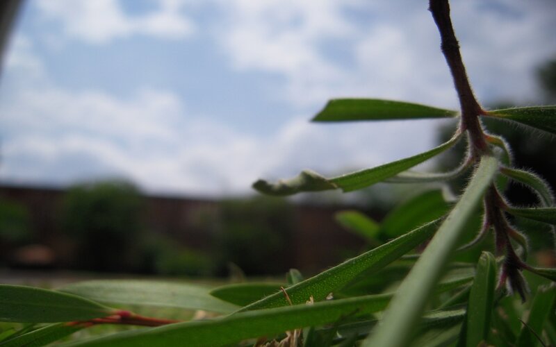green leaves against blue sky