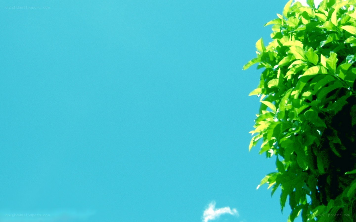 green leaves against blue sky