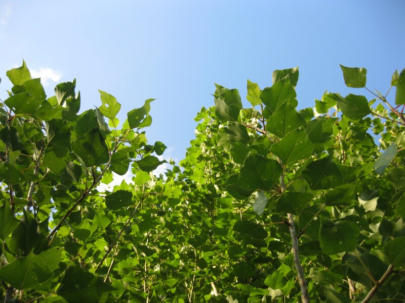 green leaves against blue sky