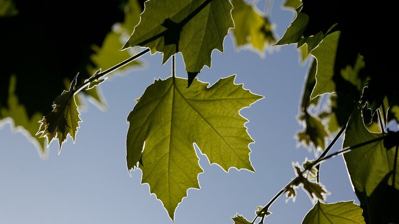 green leaves against blue sky