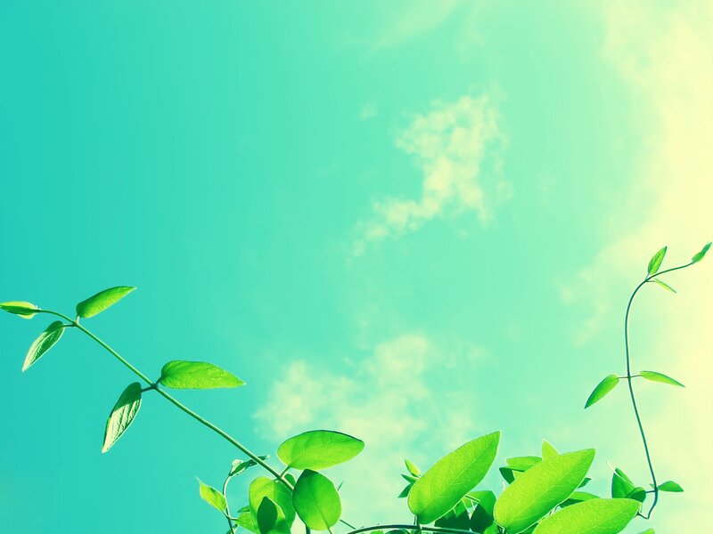 green leaves against blue sky