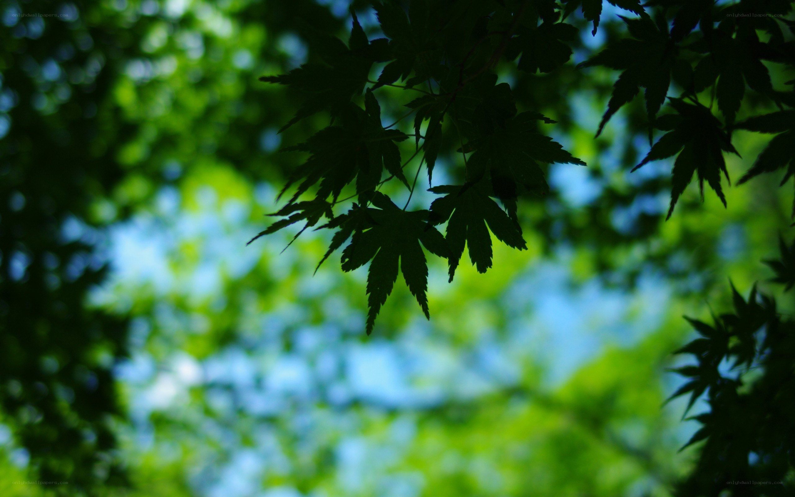 green leaves against blue sky