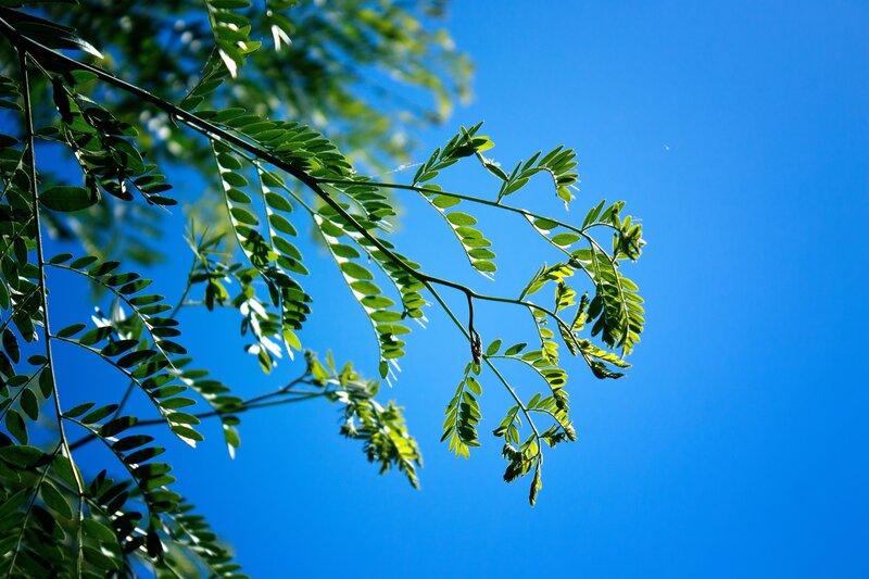 Green leaves against blue sky