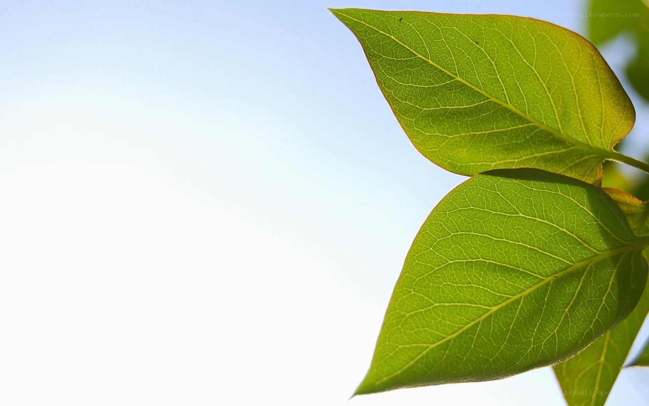 green leaves against blue sky