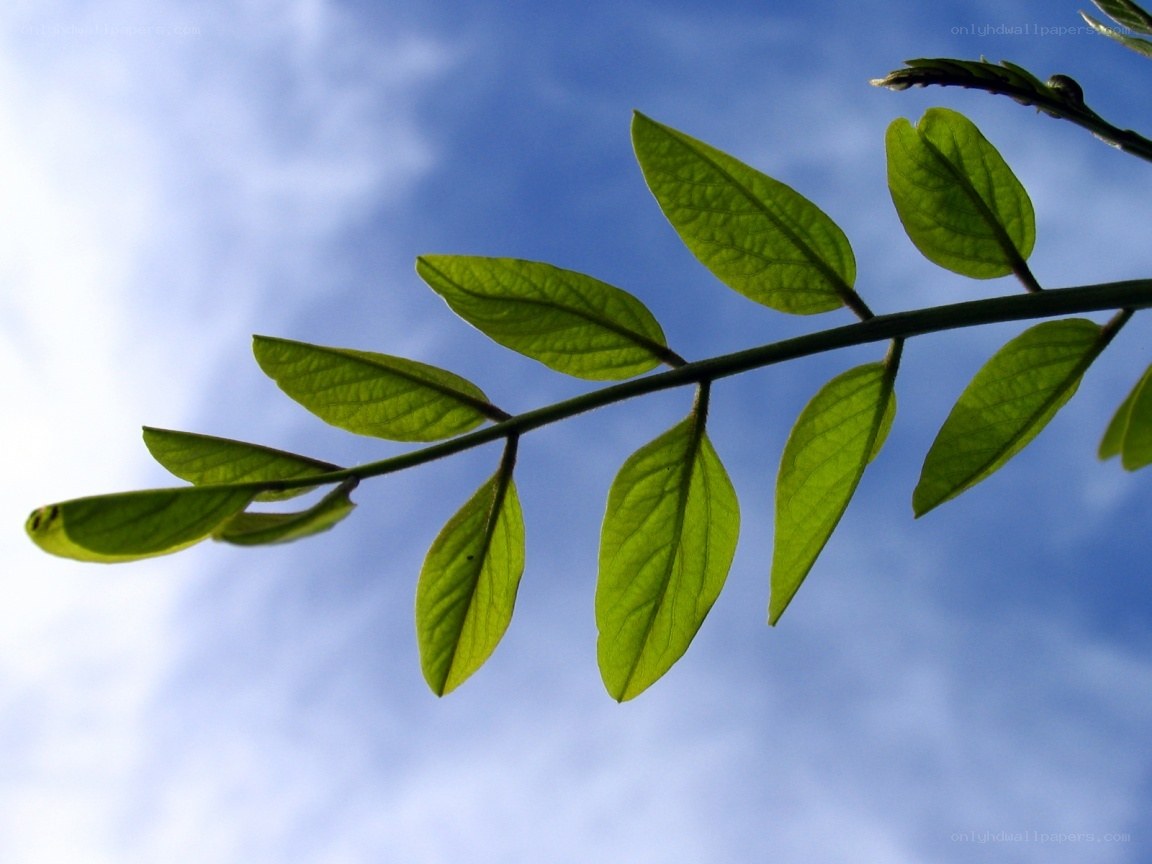 green leaves against blue sky