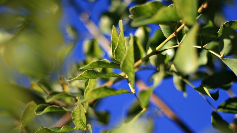 green leaves against blue sky