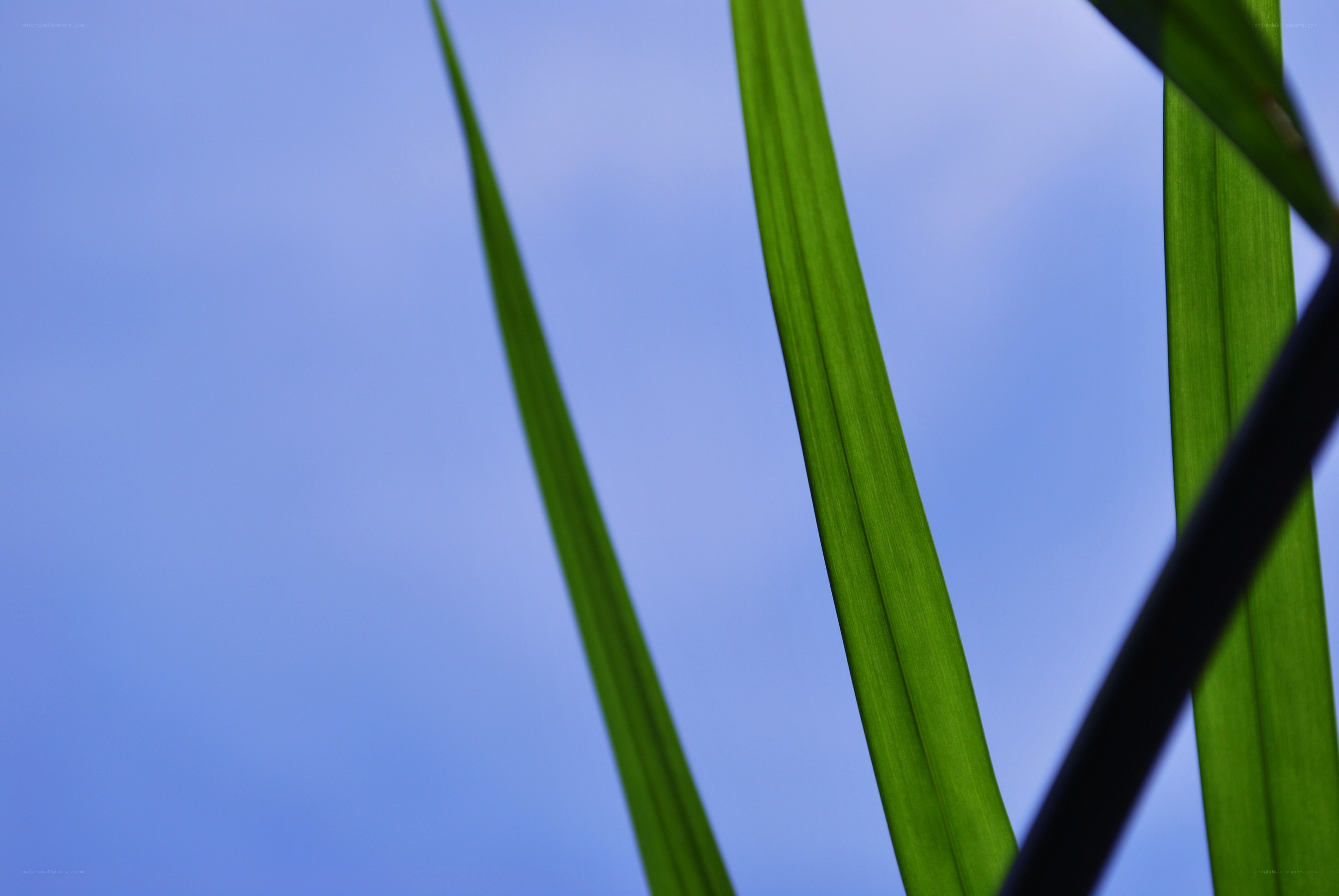 Green leaves against blue sky
