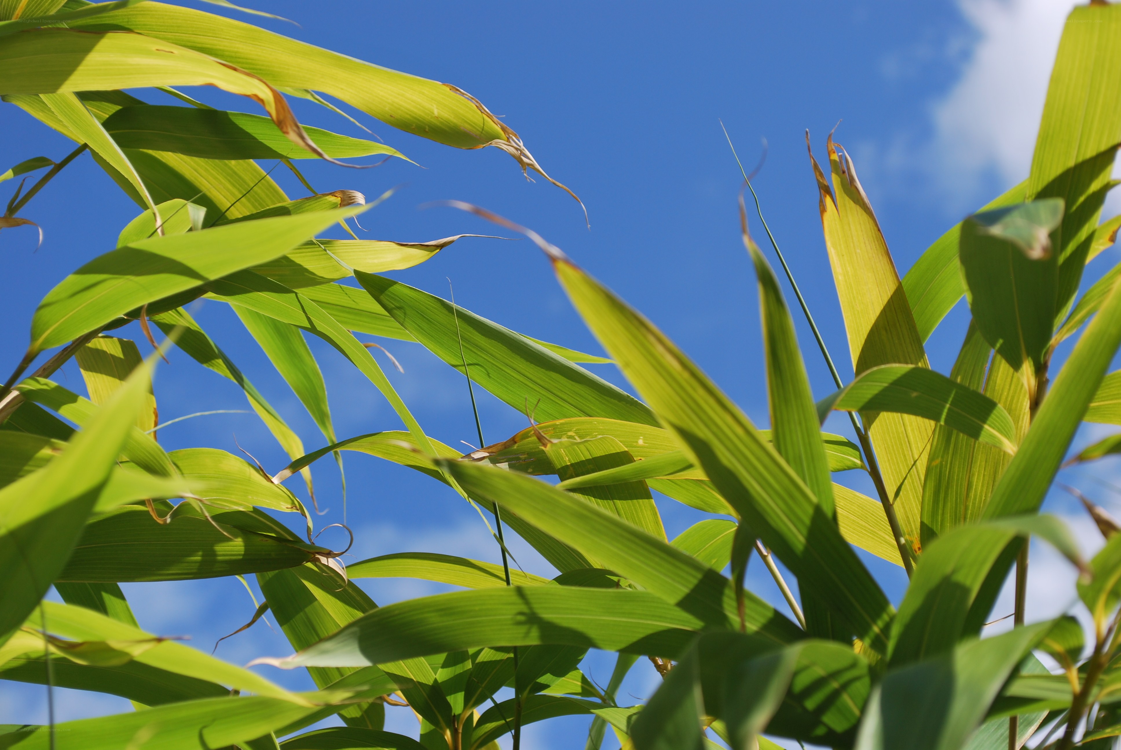 Green leaves against blue sky