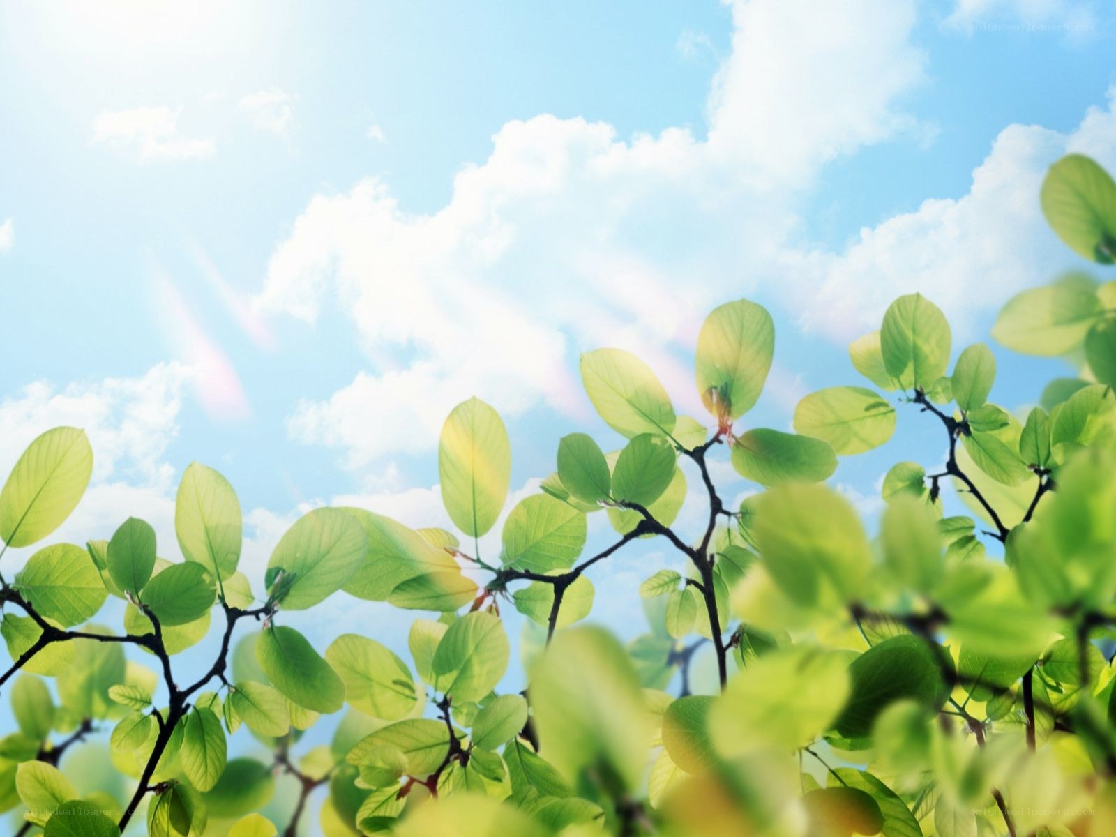 green leaves against blue sky