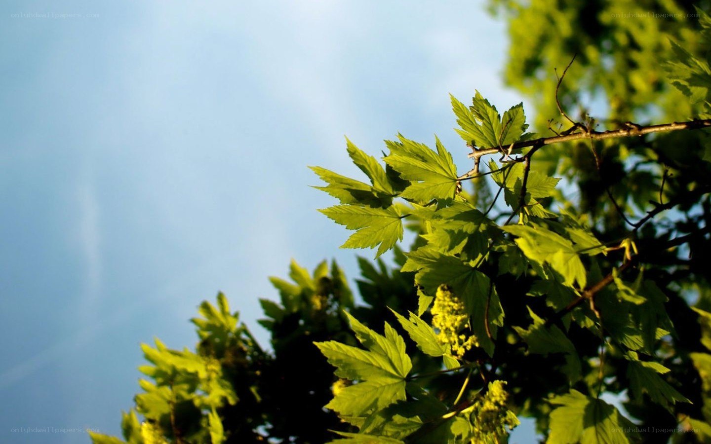 green leaves against blue sky