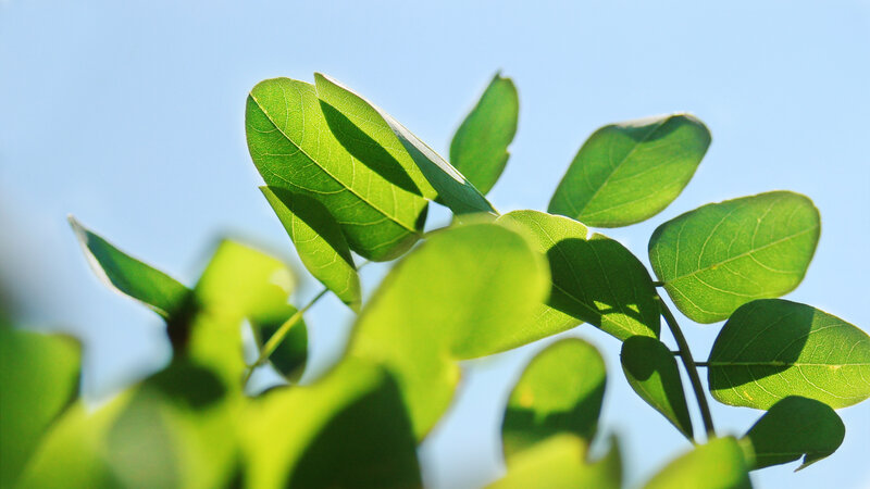 Green Leaves Against Blue Sky — Serene, Afternoon, Photograph, Sunlight
