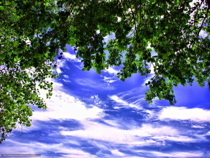 Green Leaves Against Blue Sky — Serene, Afternoon, Photograph