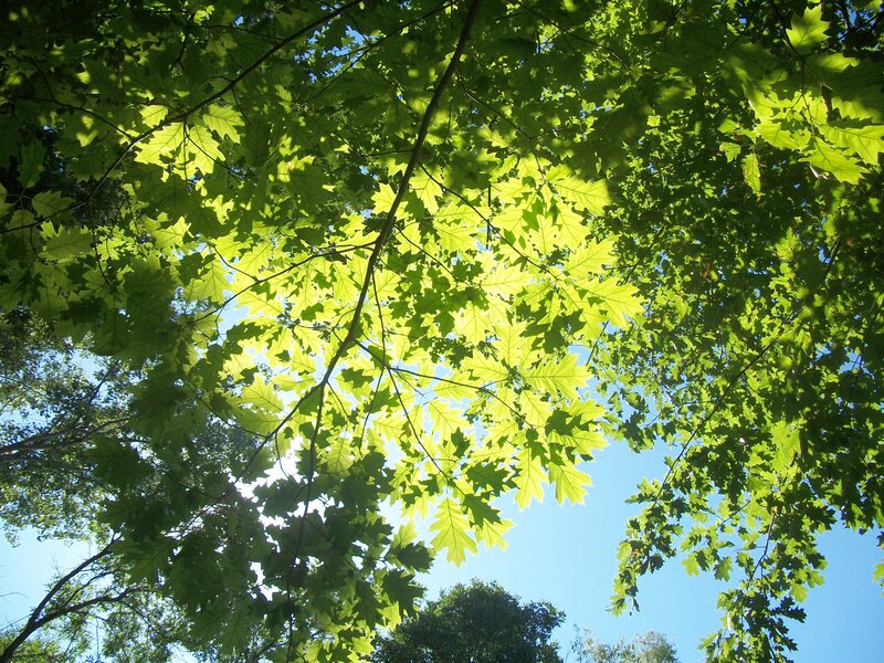 Green Leaves Against Blue Sky — Serene, Afternoon
