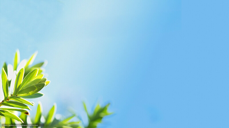 Green Leaves Against Blue Sky — Serene, Morning, Photograph