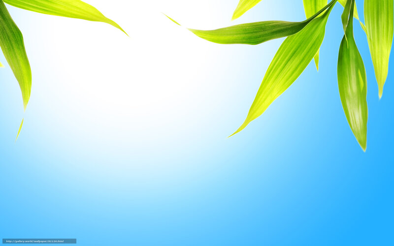 Green Leaves Against Blue Sky — Serene