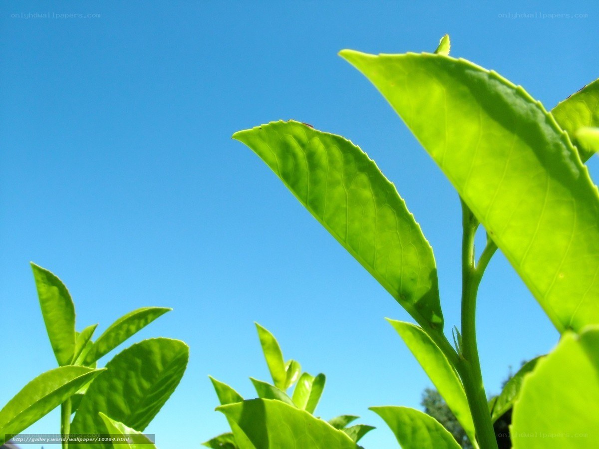 Green leaves against blue sky