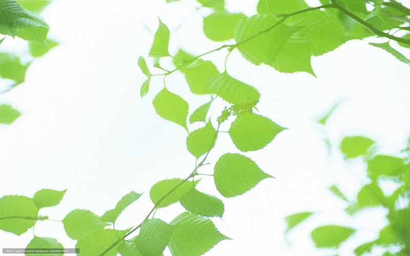 green leaves against bright sky