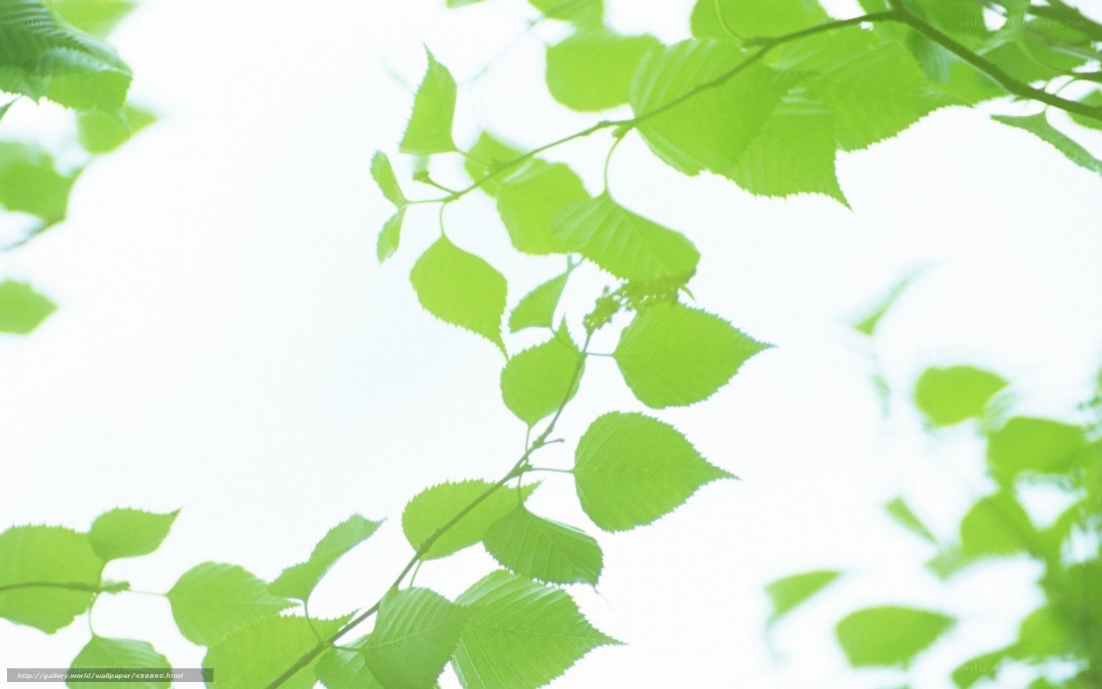 green leaves against bright sky