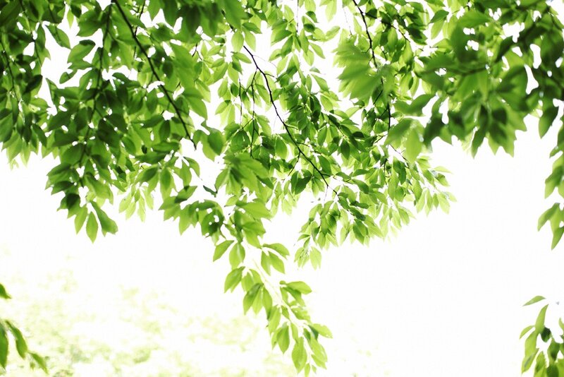green leaves against bright sky