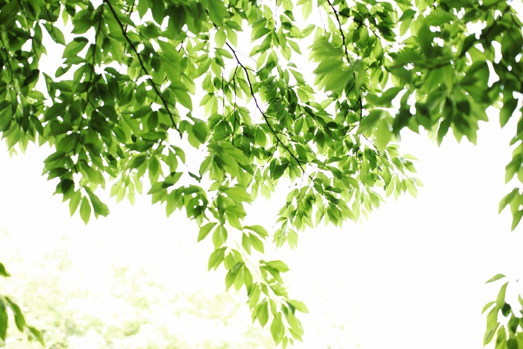 green leaves against bright sky