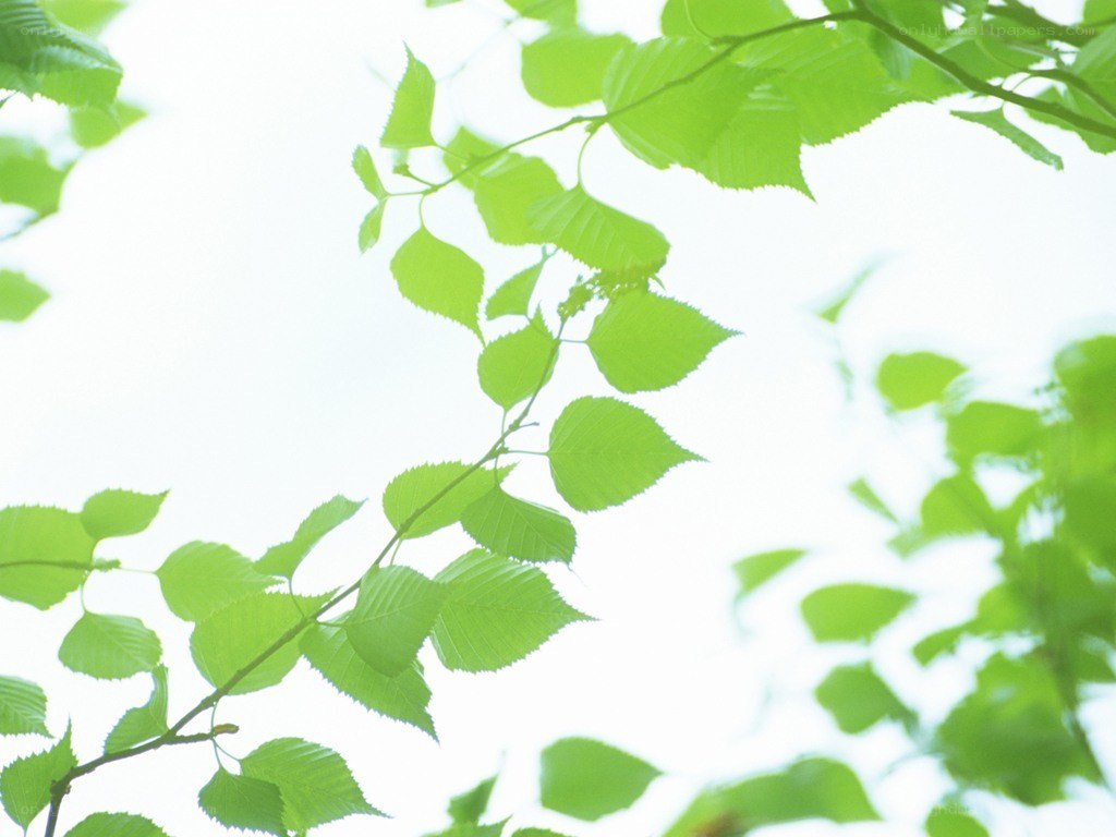 green leaves against bright sky