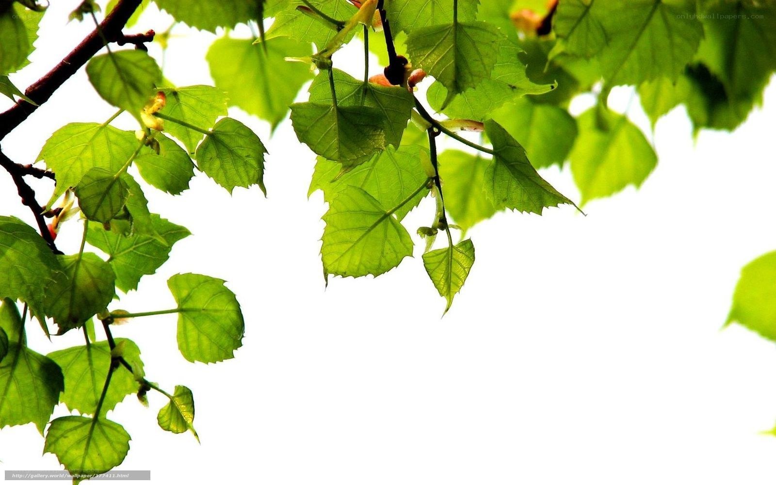 green leaves against bright sky
