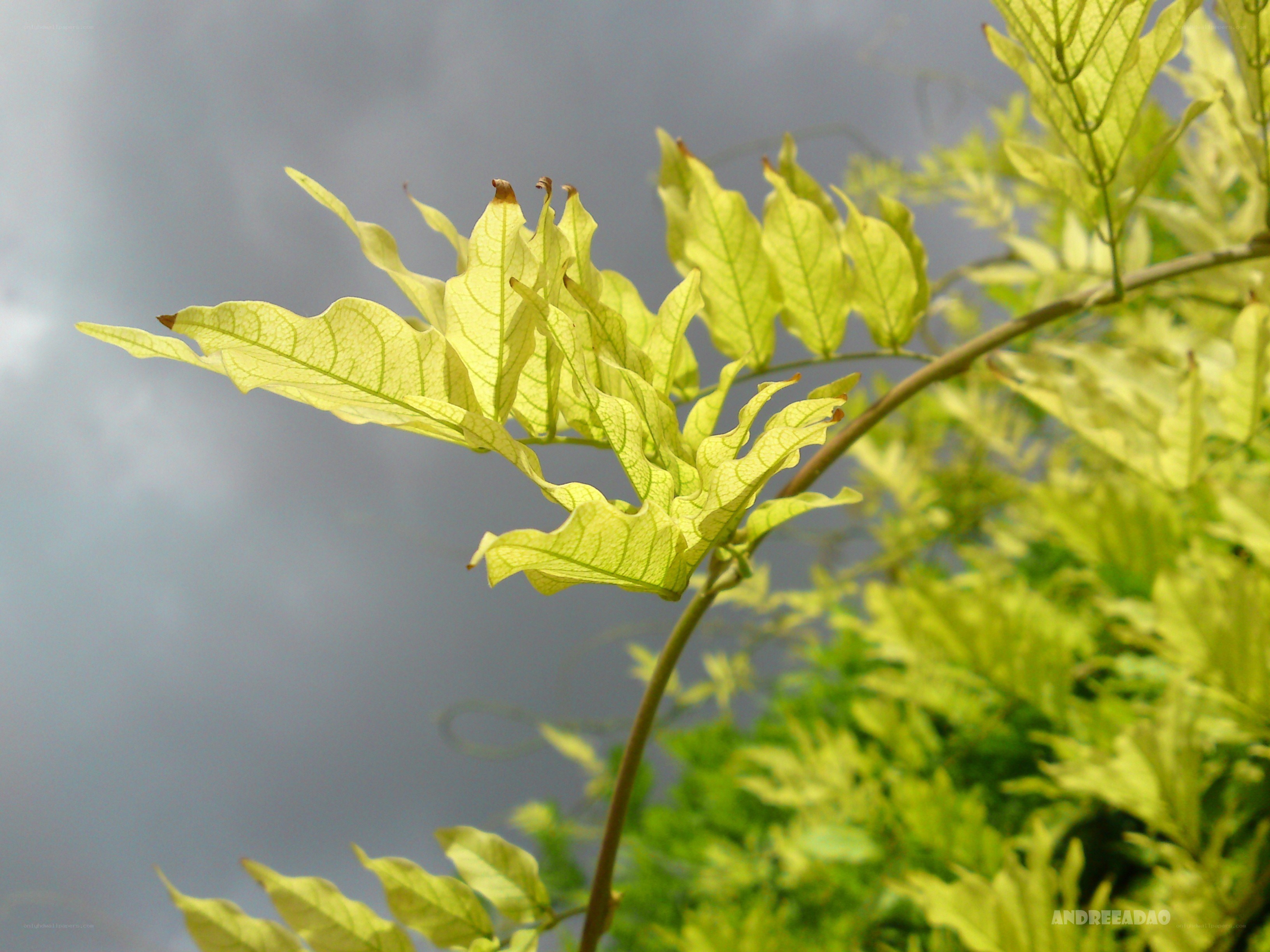 green leaves against gray sky