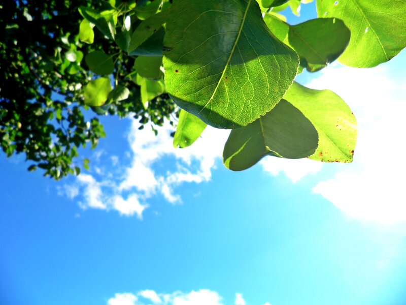 Green Leaves Against Sky — Blue