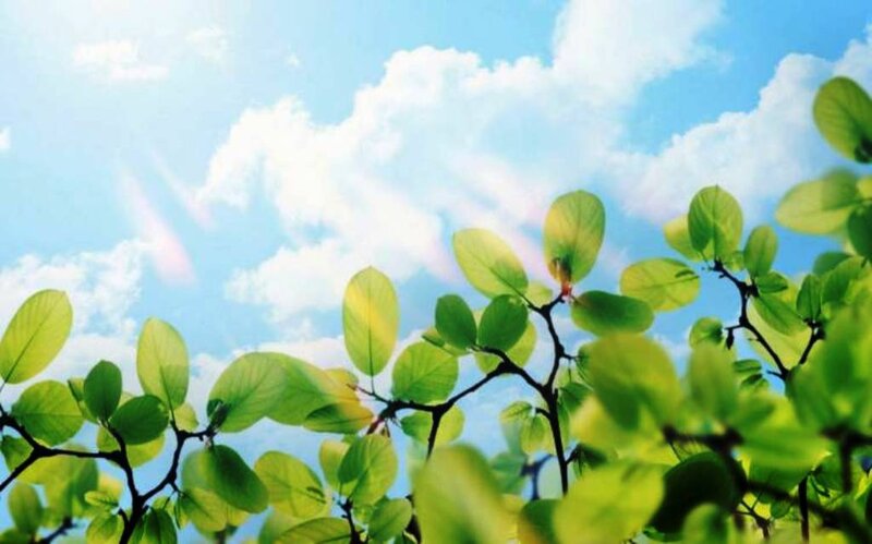 Green Leaves Against Sky — Serene, Afternoon