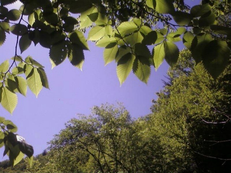 Green Leaves Against Sky — Serene