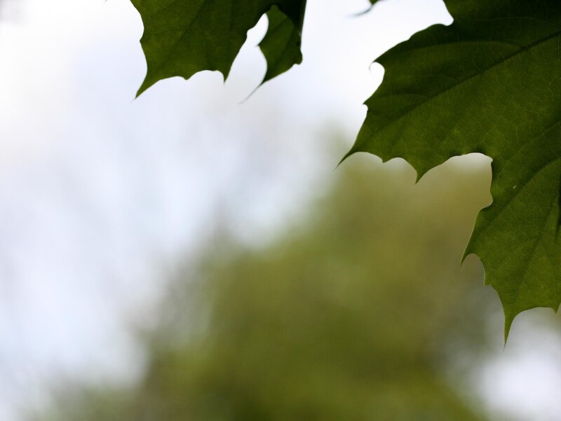 green leaves against sky