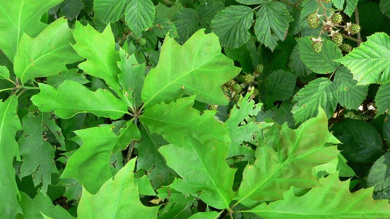 green leaves and berries
