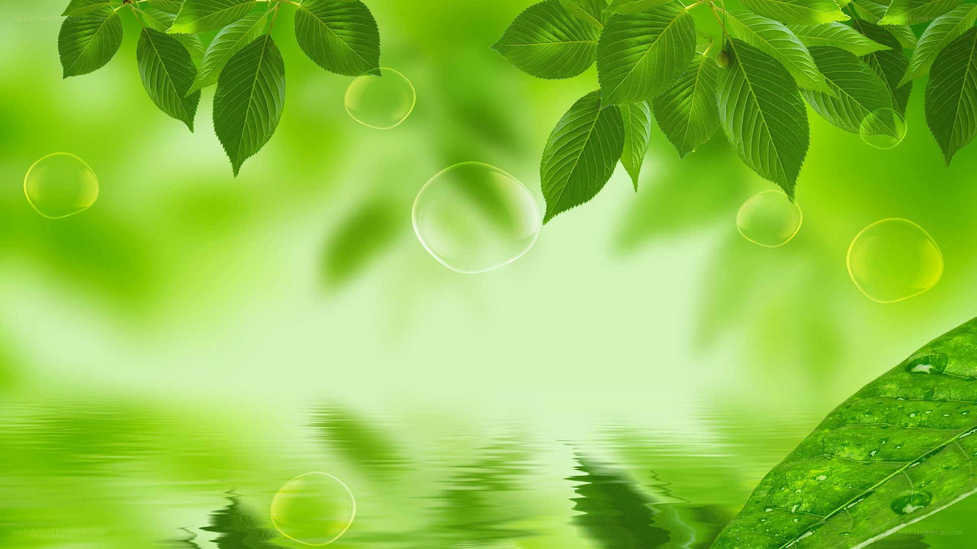 green leaves and bubbles