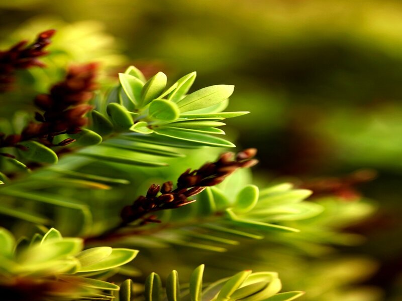 Green Leaves and Buds