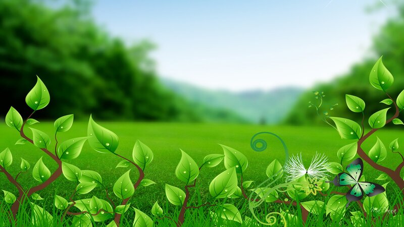 Green Leaves and Butterfly