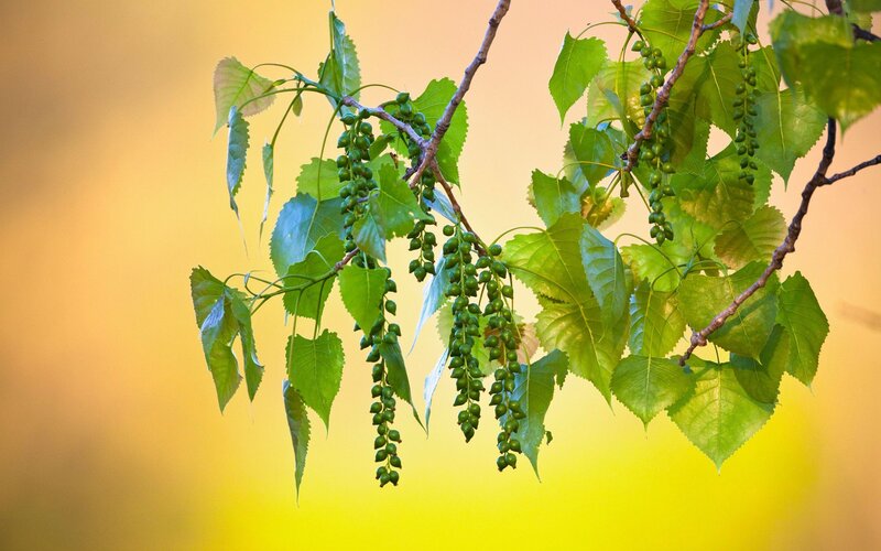 Green leaves and catkins on a branch