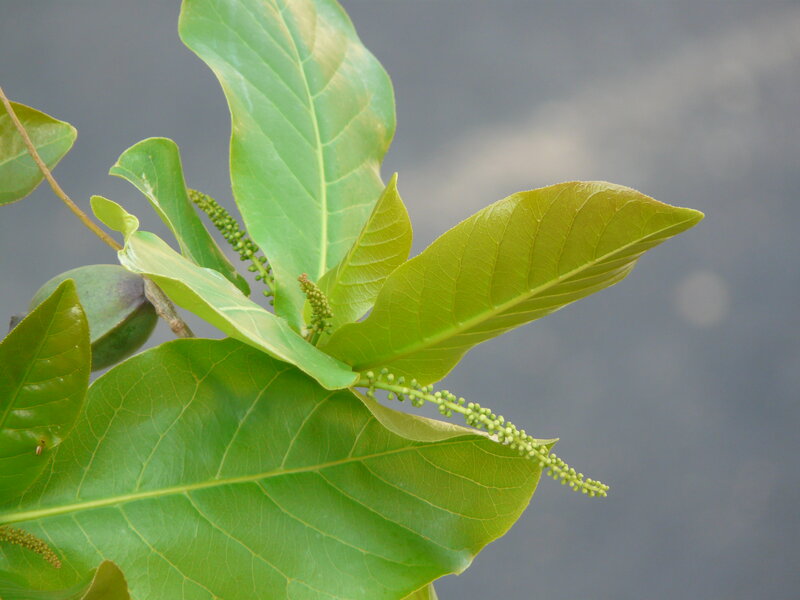 Green Leaves and Flower Buds — Calm