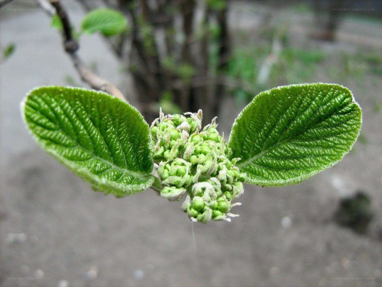 green leaves and flower buds